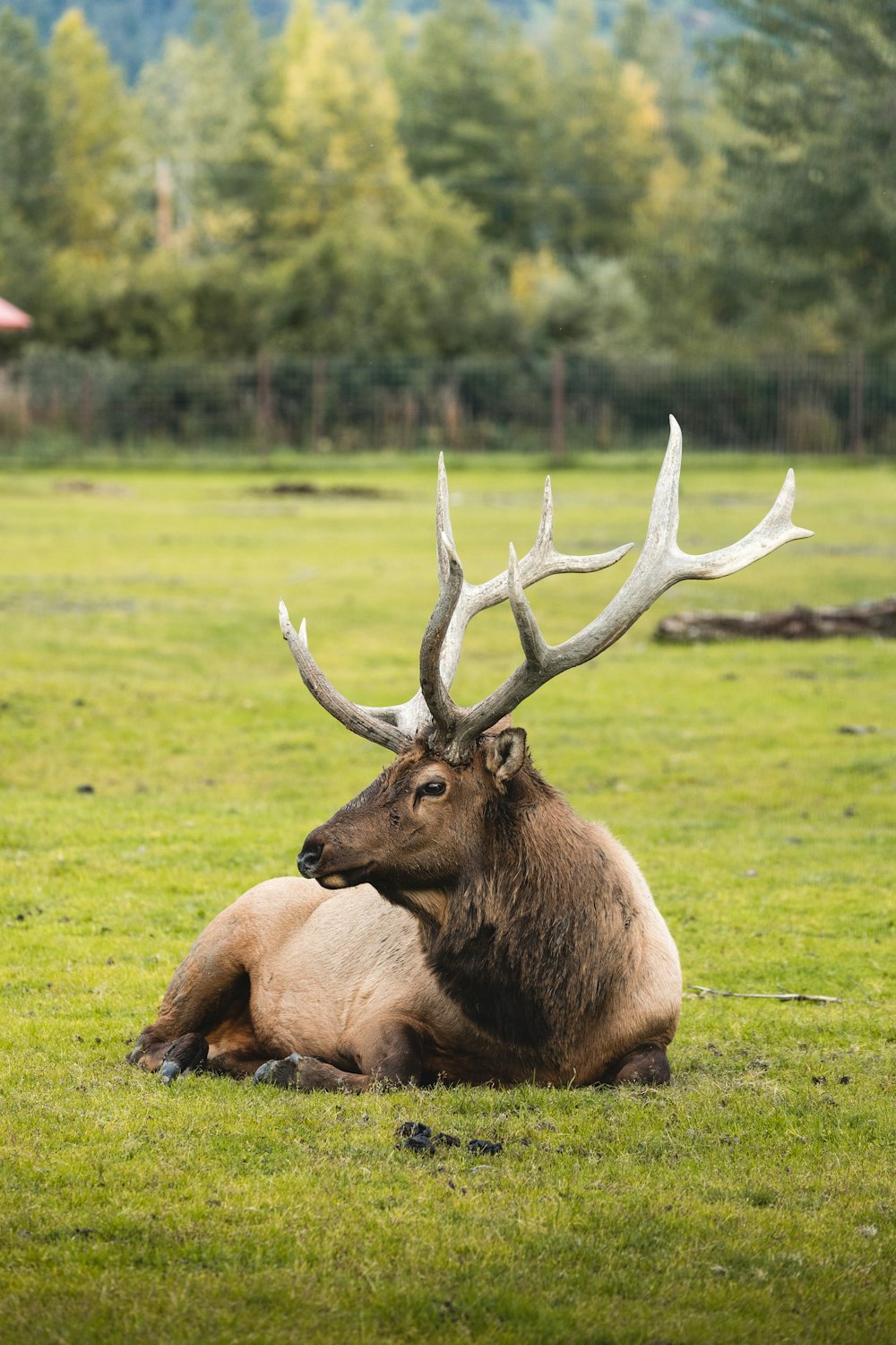 a large elk laying down in a field