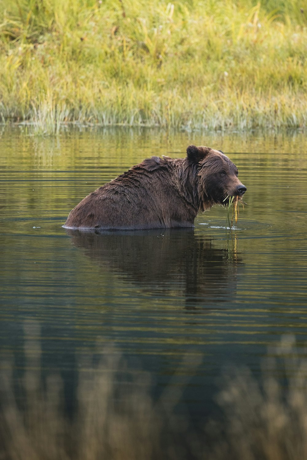 a bear in the water with a fish in it's mouth