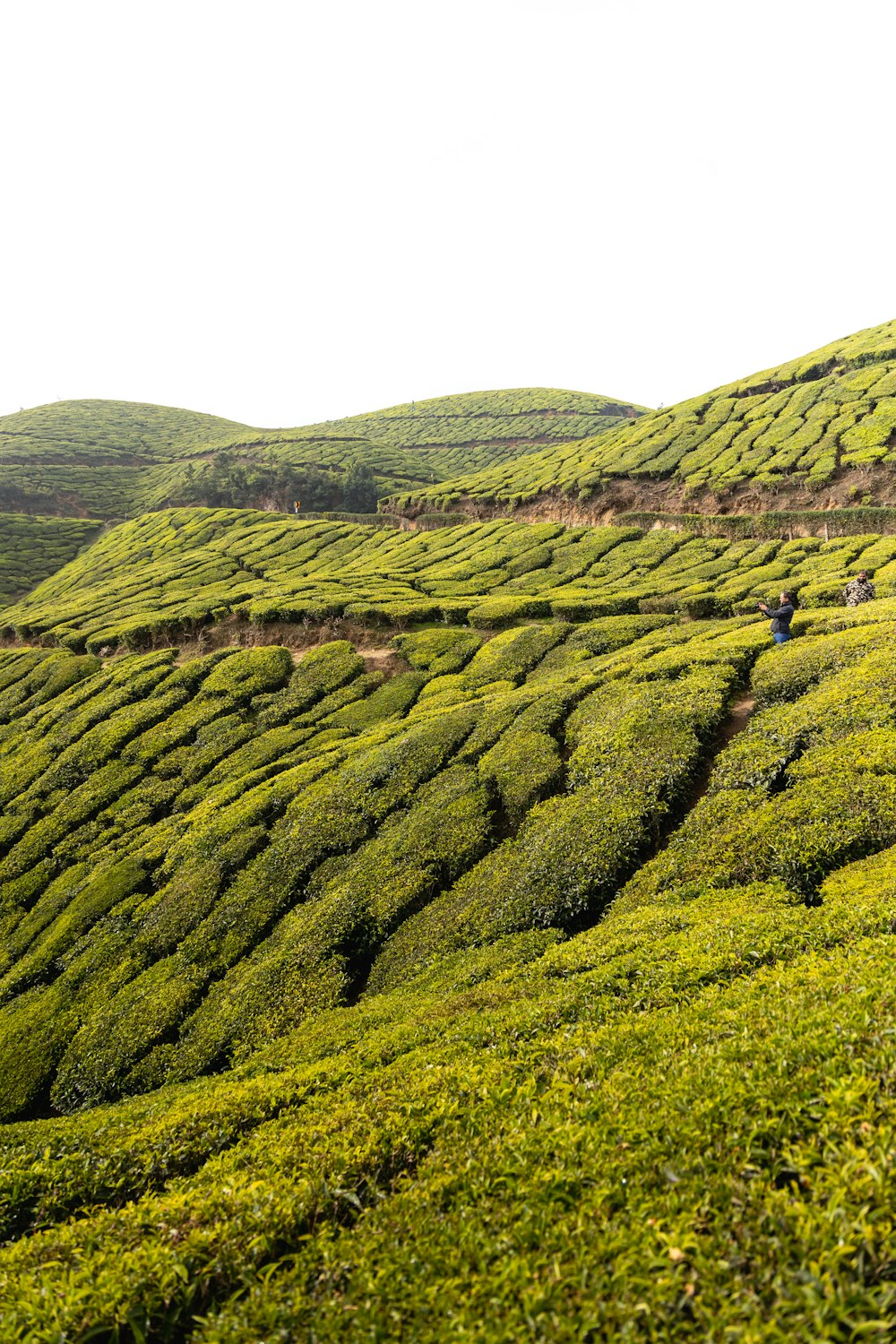 a lush green hillside covered in lots of bushes