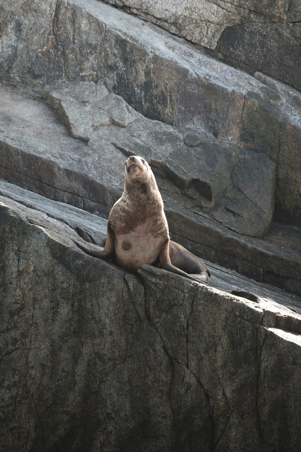 a sea lion sitting on top of a large rock