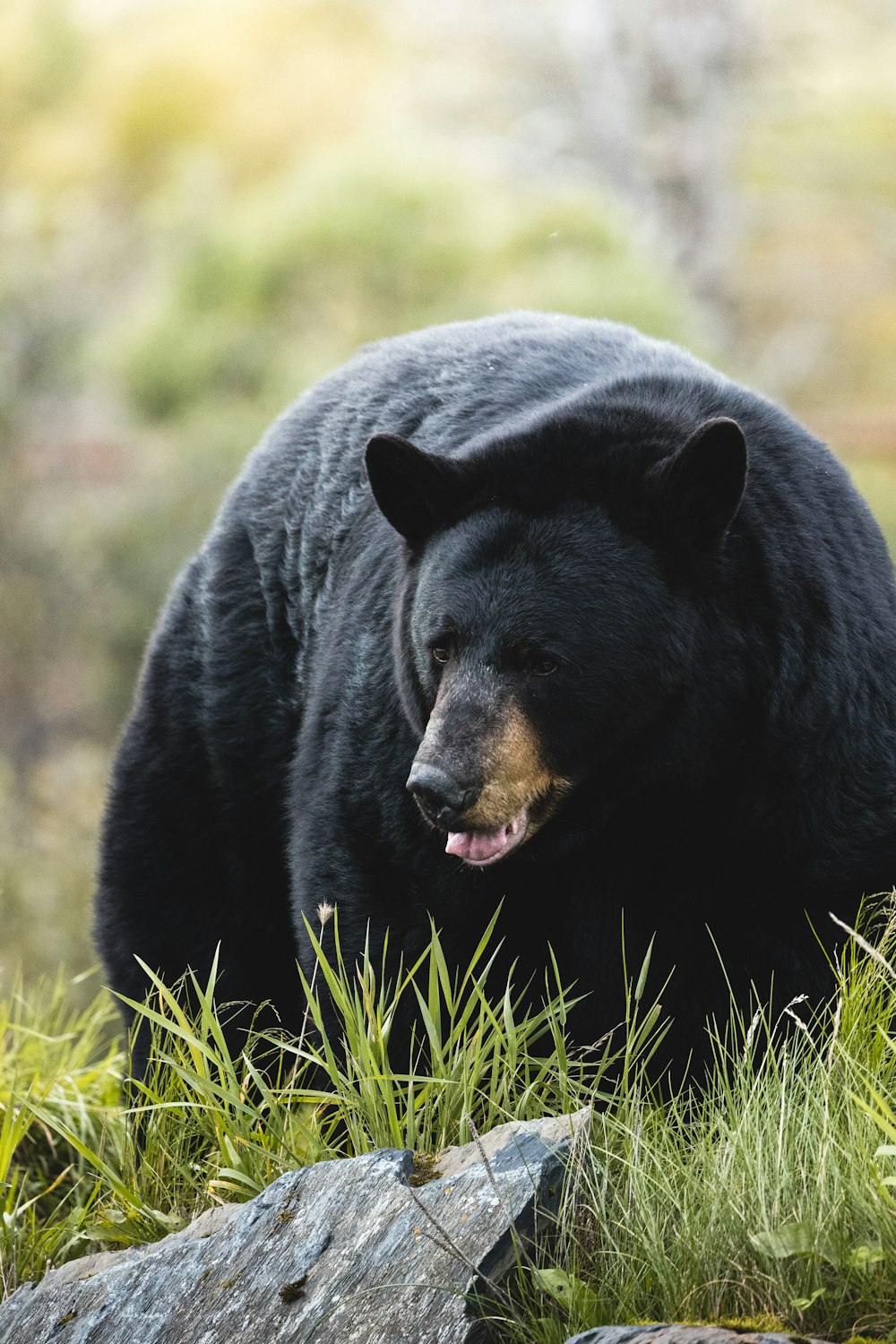 a large black bear walking across a lush green field