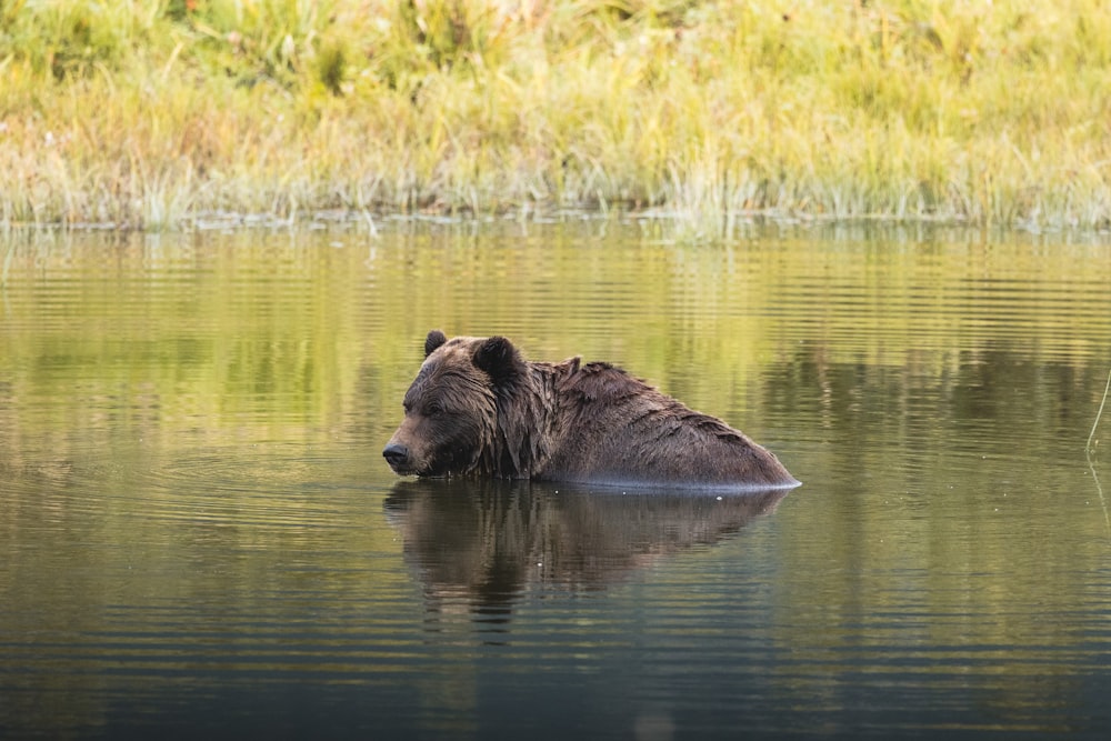 a brown bear swimming in a body of water