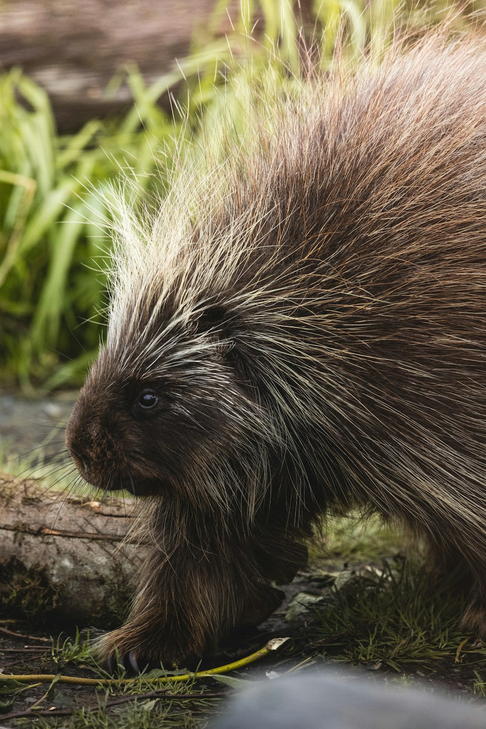 a porcupine walking on the ground next to a log