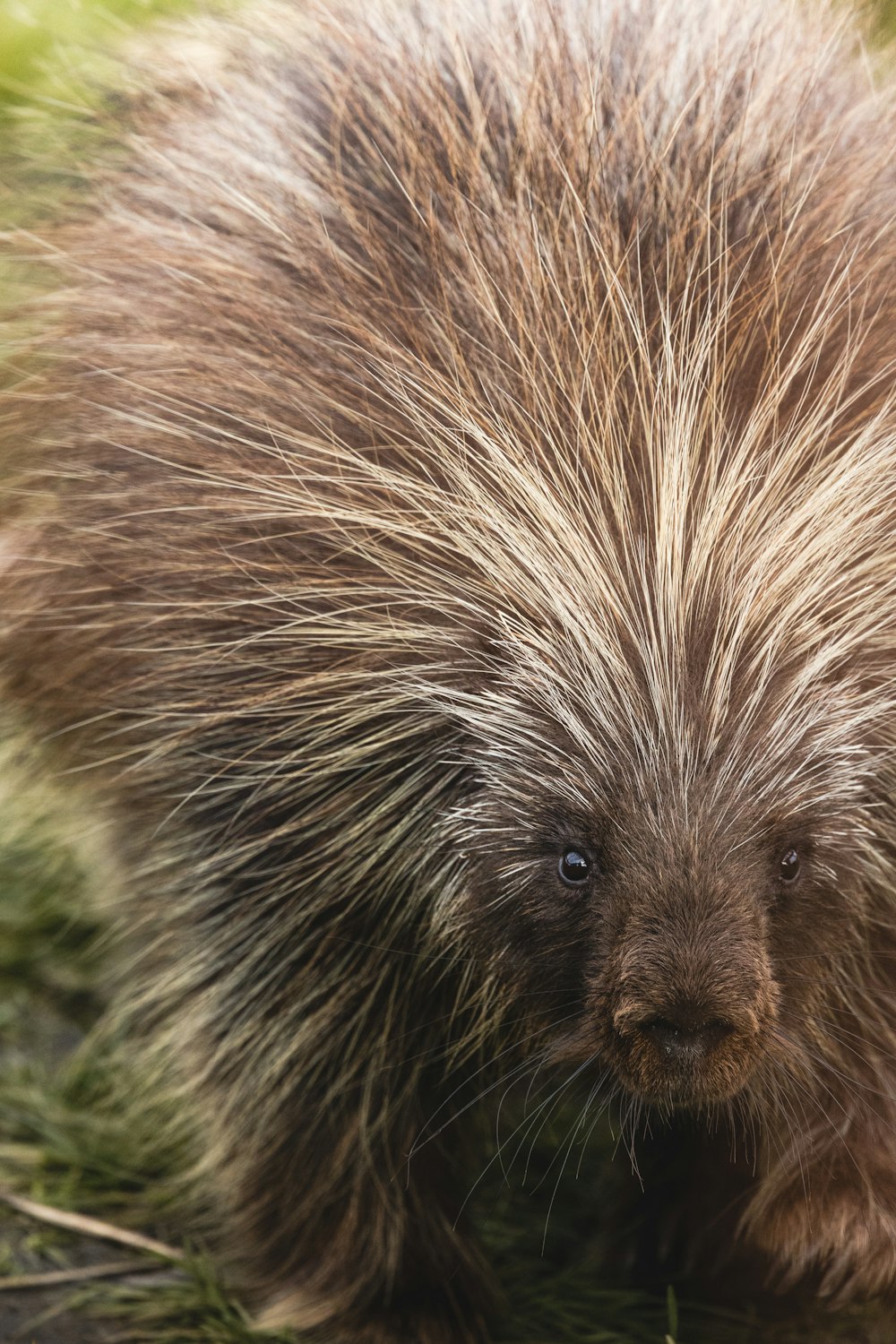a porcupine is walking through the grass