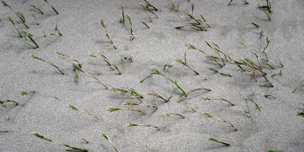 a close up of grass growing in the sand
