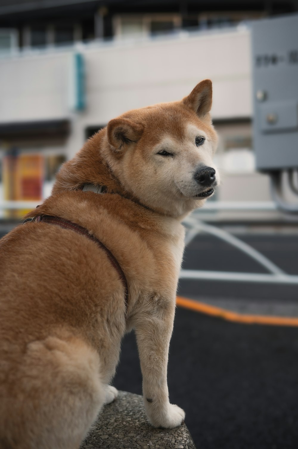 a close up of a dog sitting on a rock