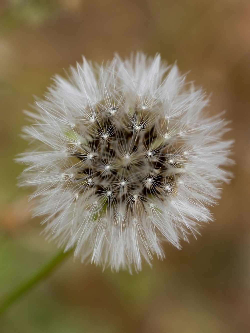 a close up of a dandelion with a blurry background