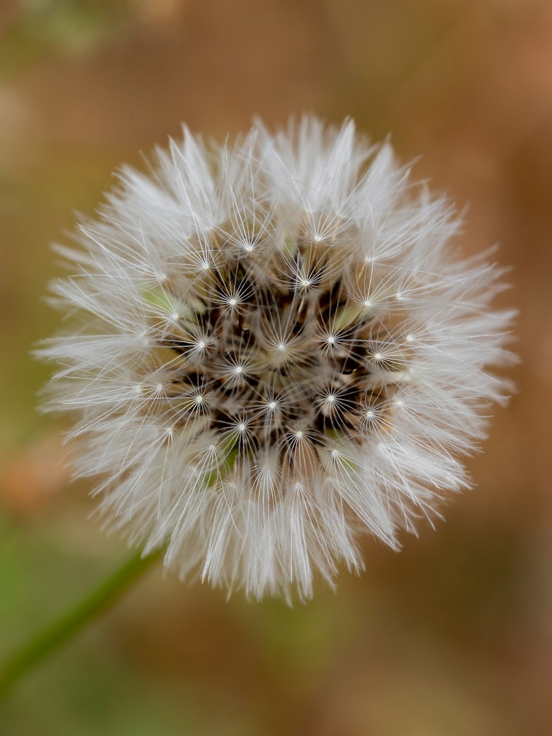 dandelion flower