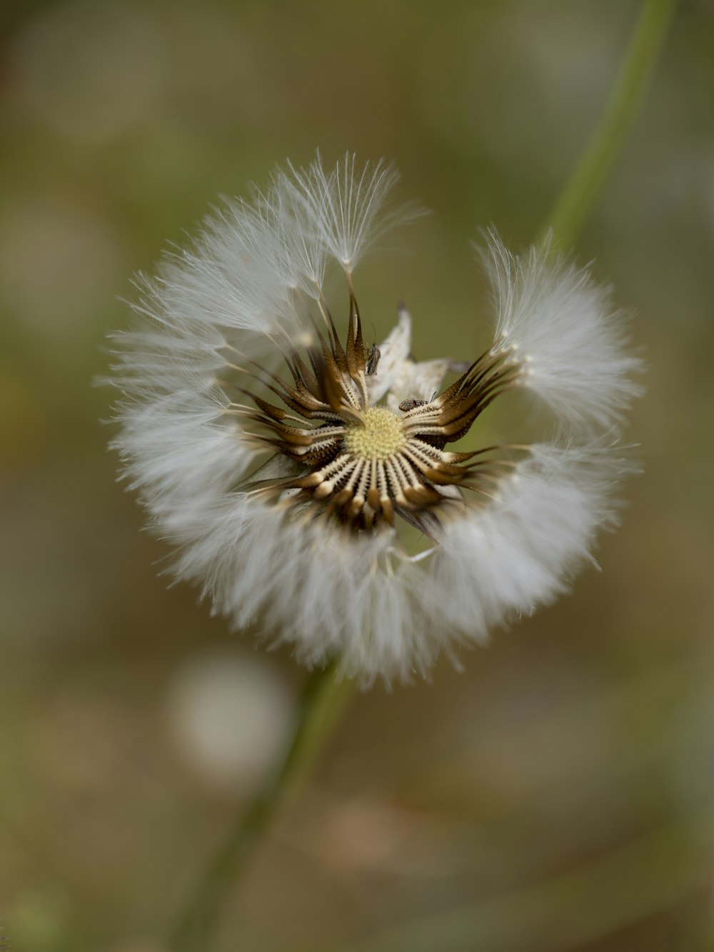 a close up of a dandelion with a blurry background