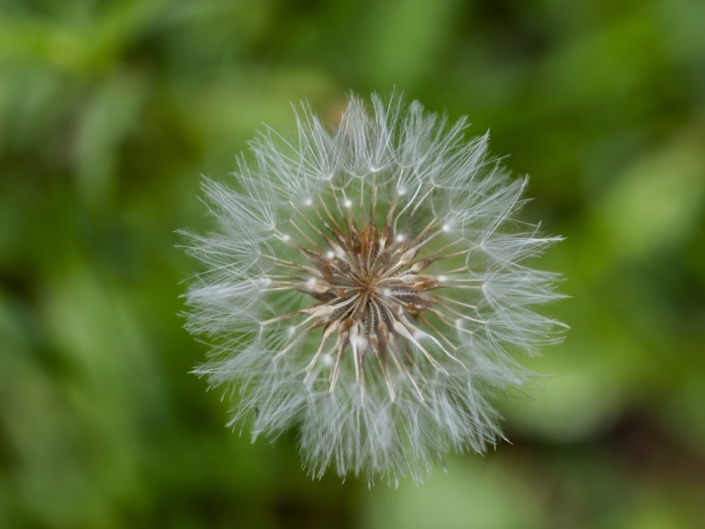 a close up of a dandelion with a blurry background