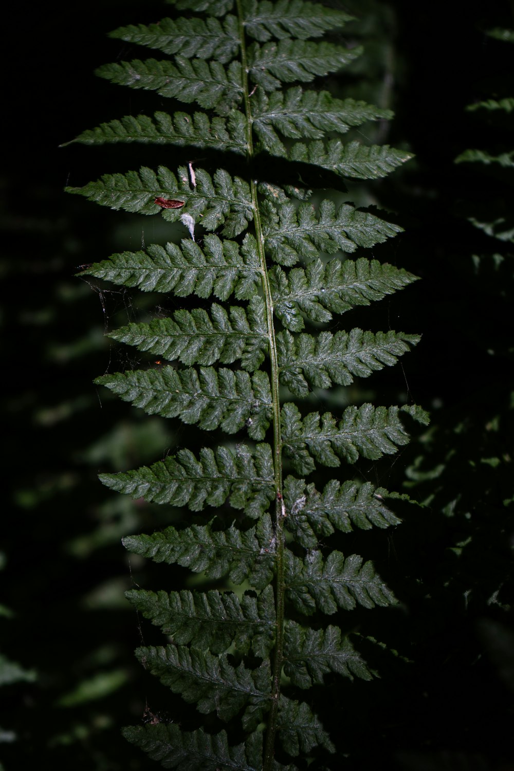 a close up of a fern leaf in the dark