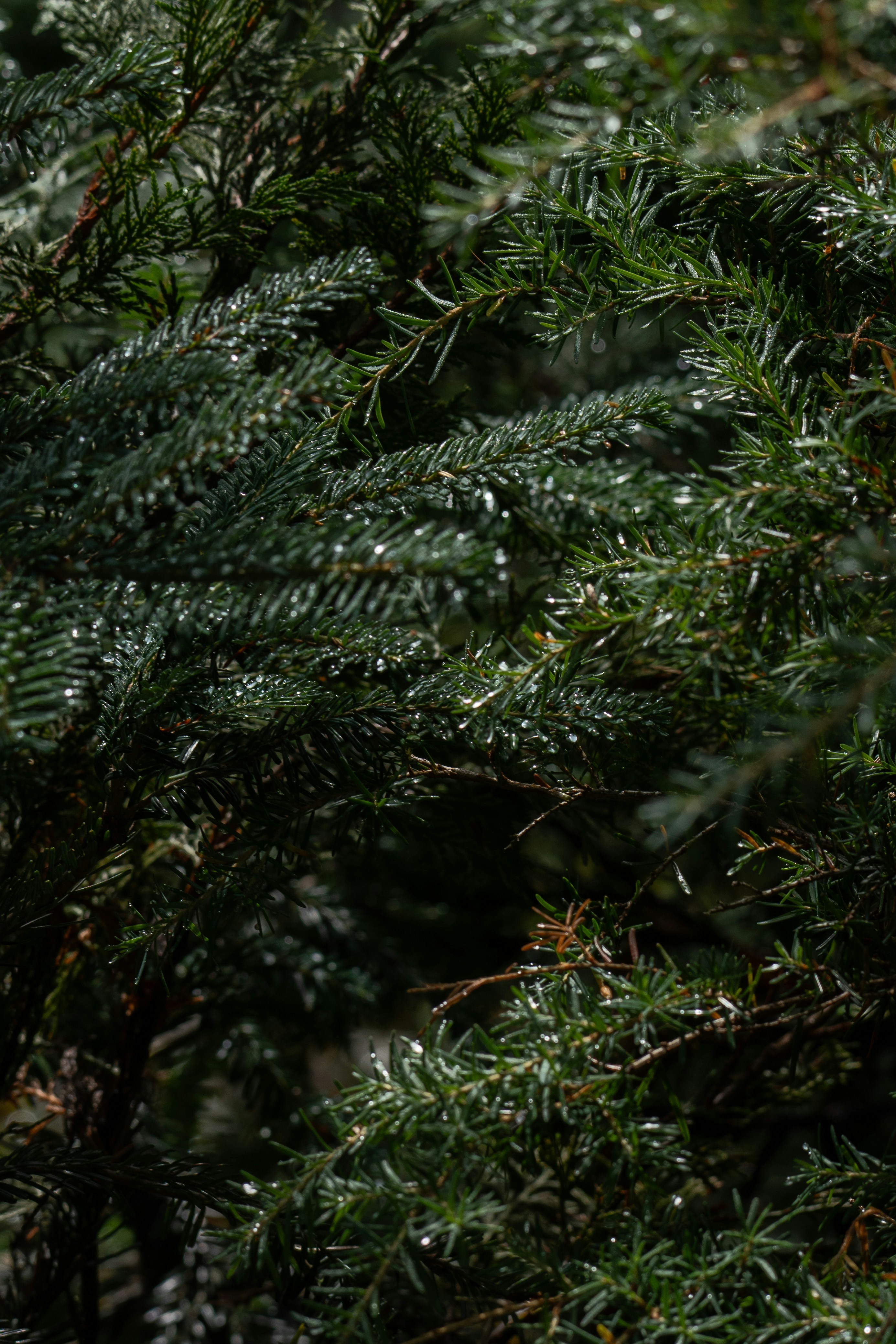 um pássaro empoleirado em cima de um pinheiro