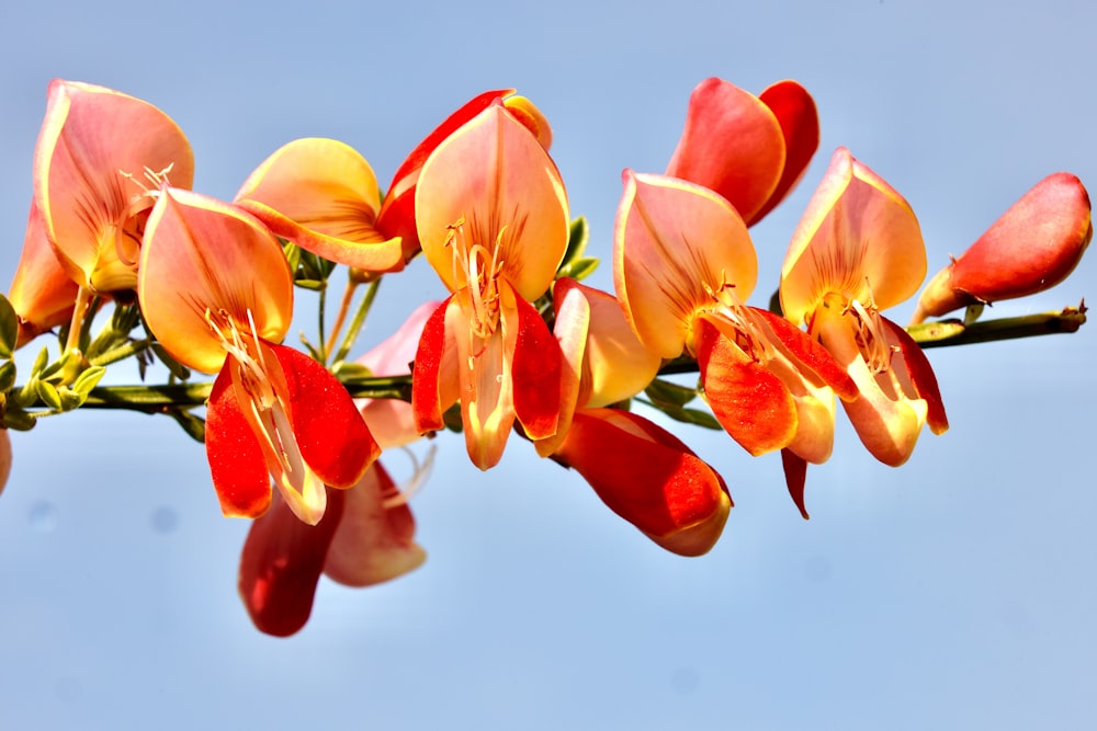 a bunch of orange and red flowers against a blue sky