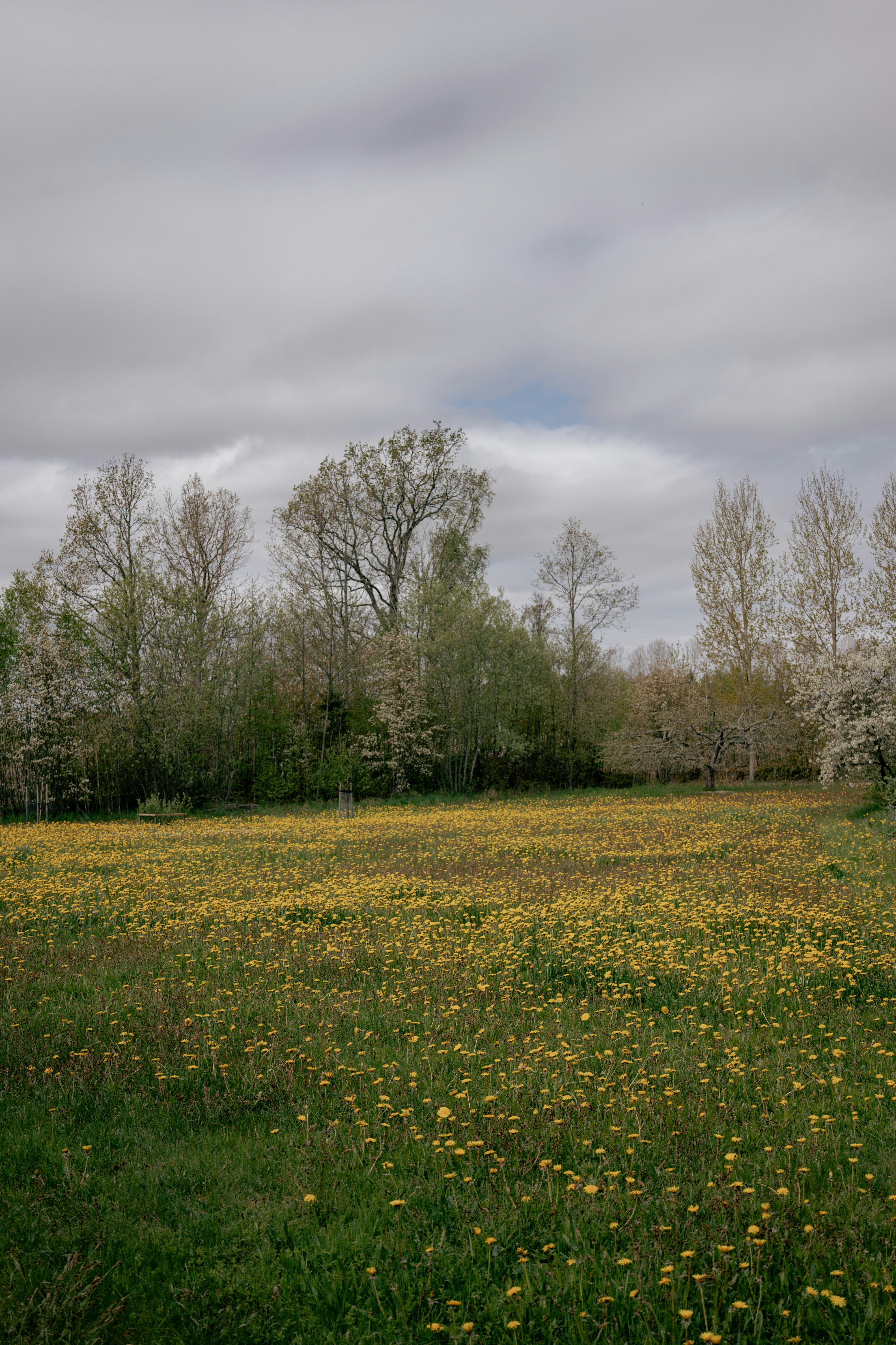 a field with yellow flowers and trees in the background