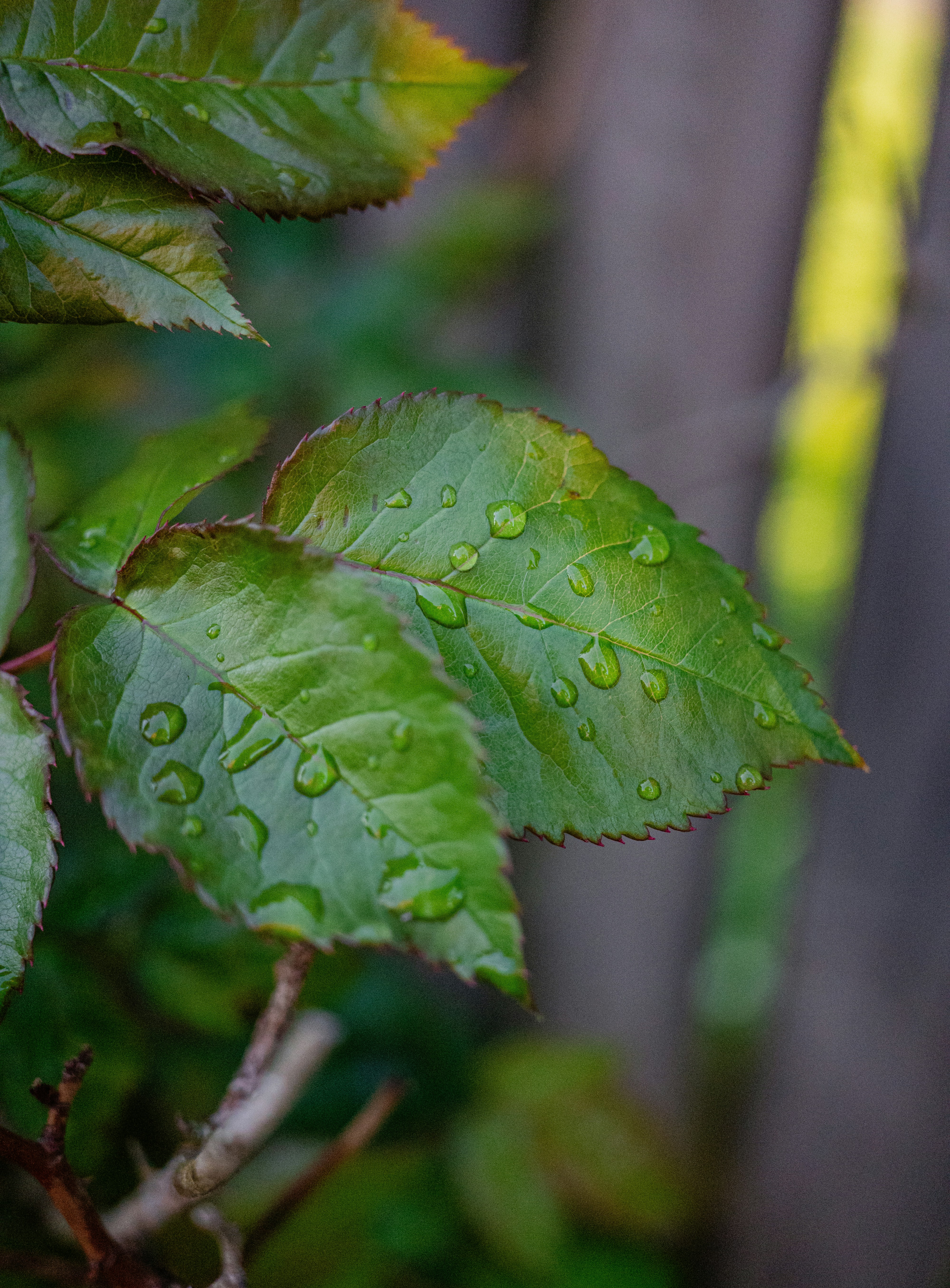 Photo by karthickgislen