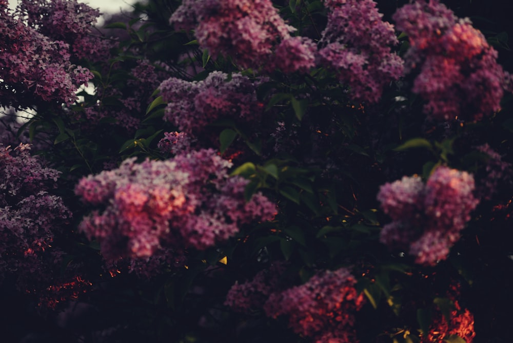 a bush of lilacs in full bloom on a cloudy day