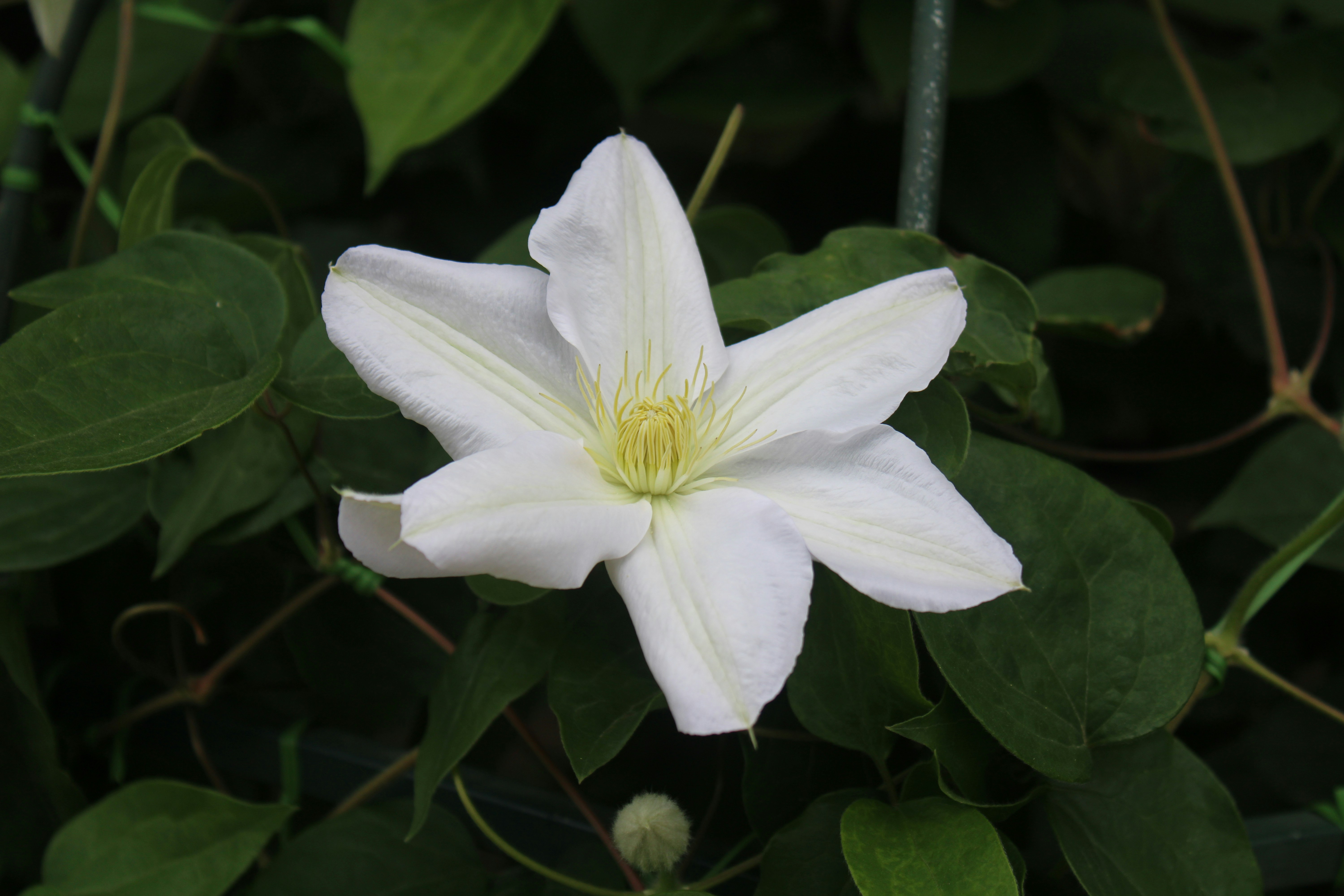 Photo by ramesh_aran