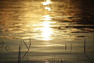 a body of water with the sun reflecting in the water