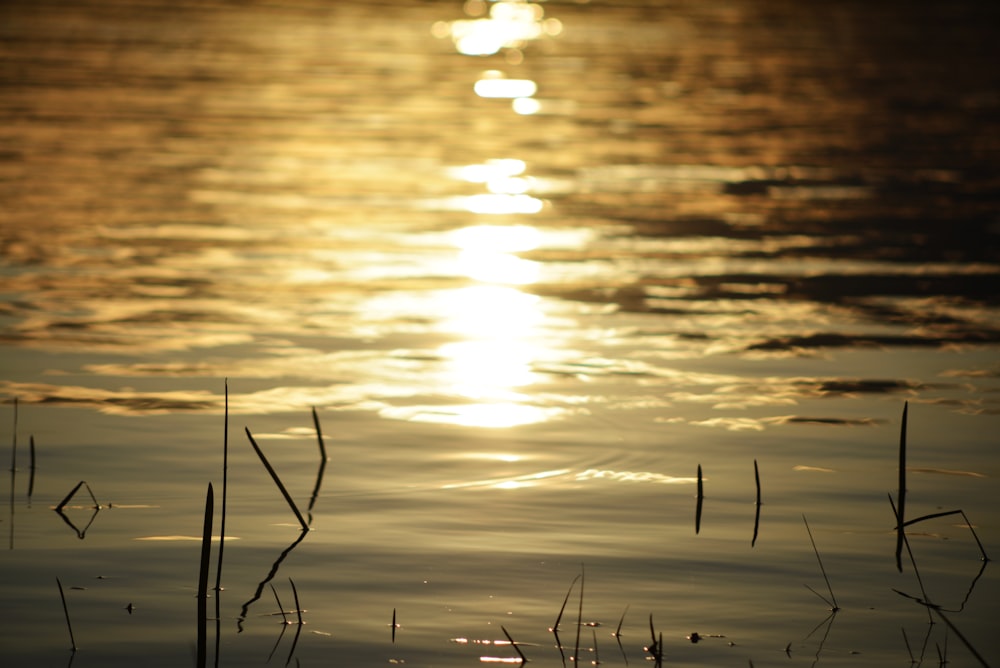 a body of water with the sun reflecting in the water