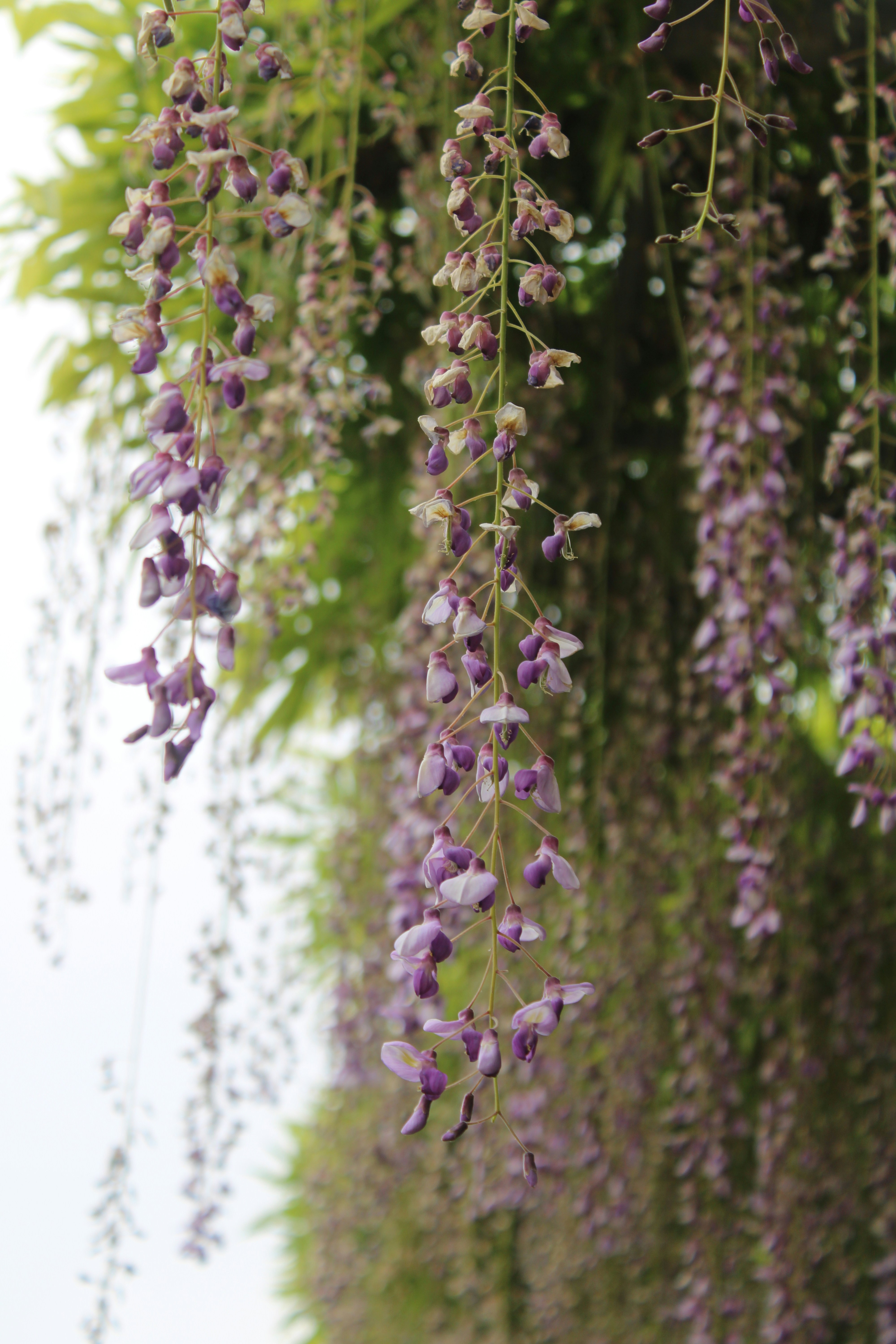 Photo by ramesh_aran