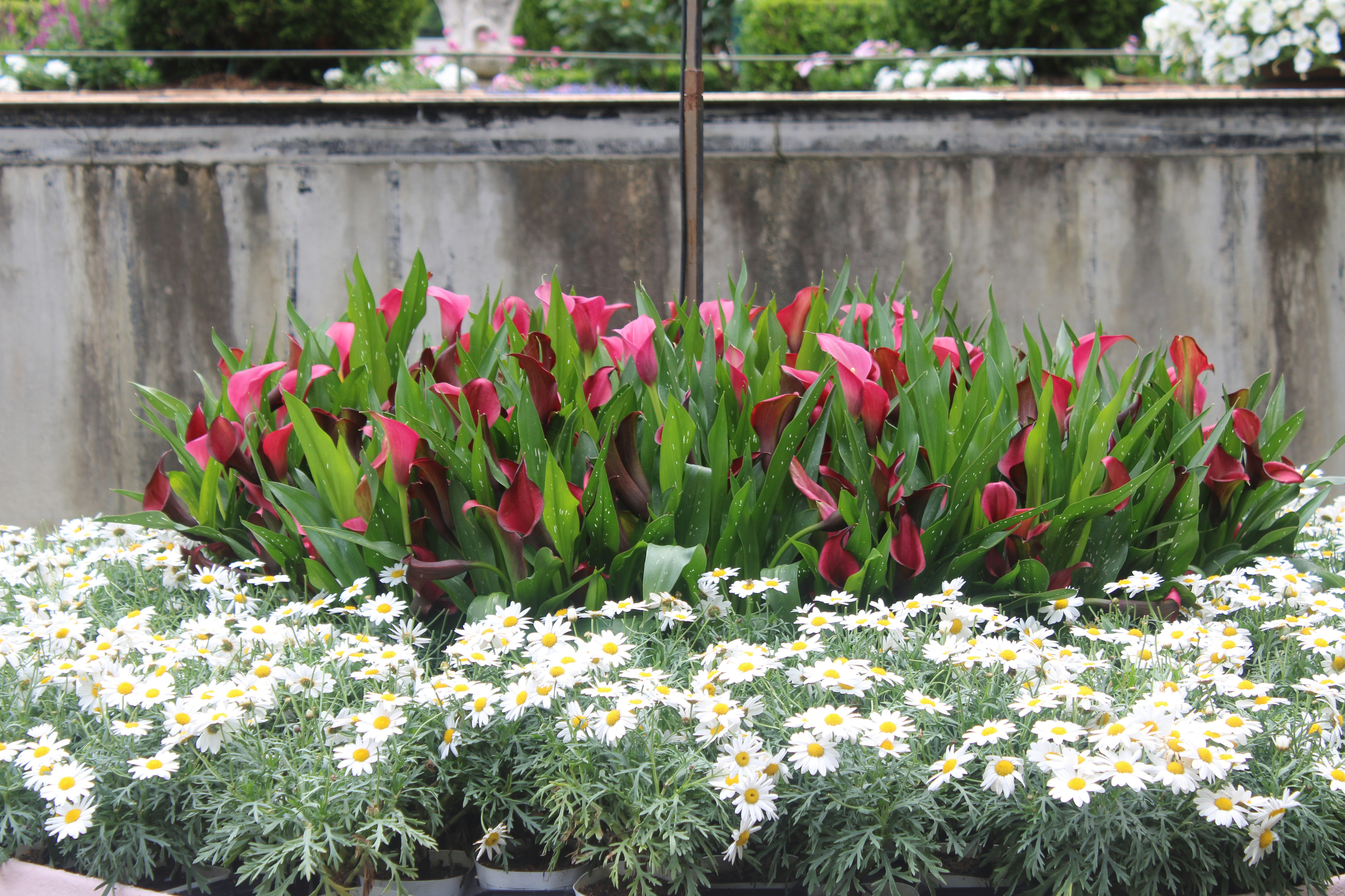 a bunch of flowers that are in some pots