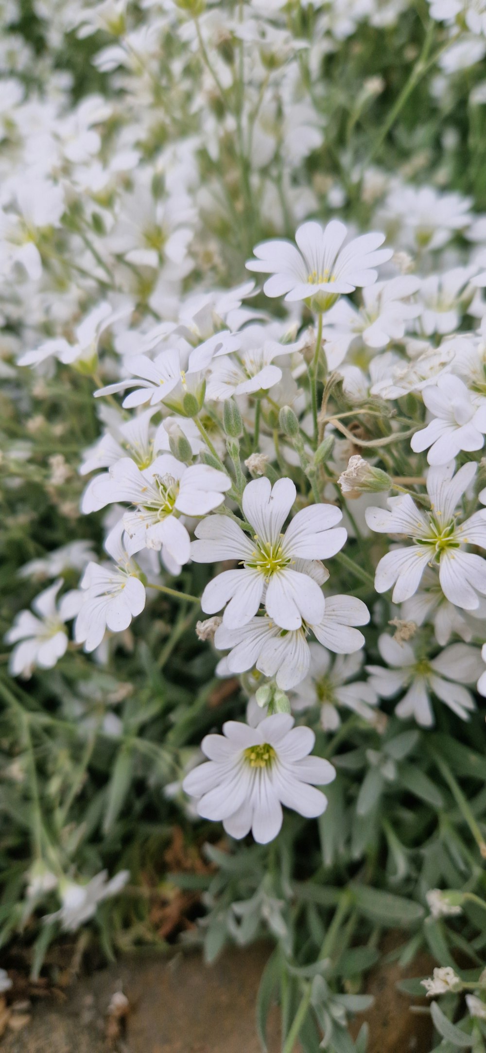 a bunch of white flowers growing in a field