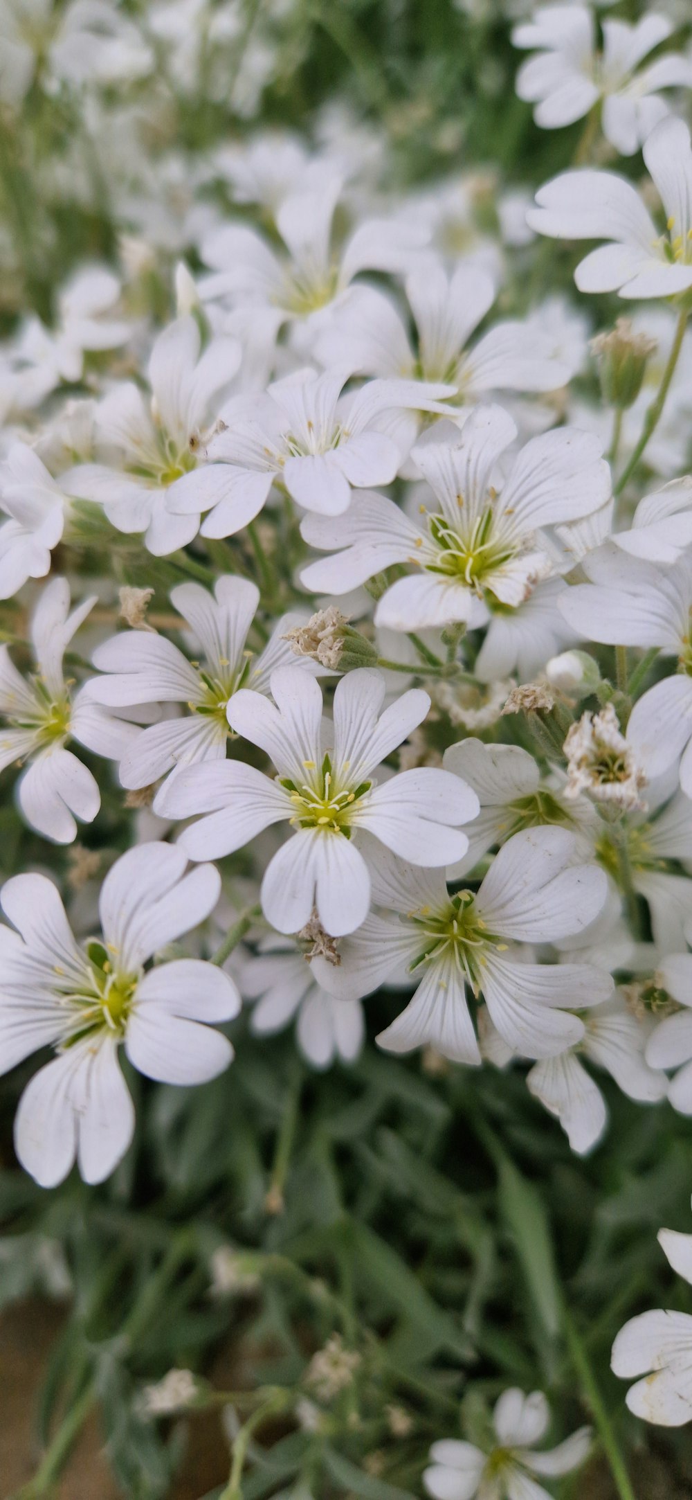 a bunch of white flowers that are in the grass