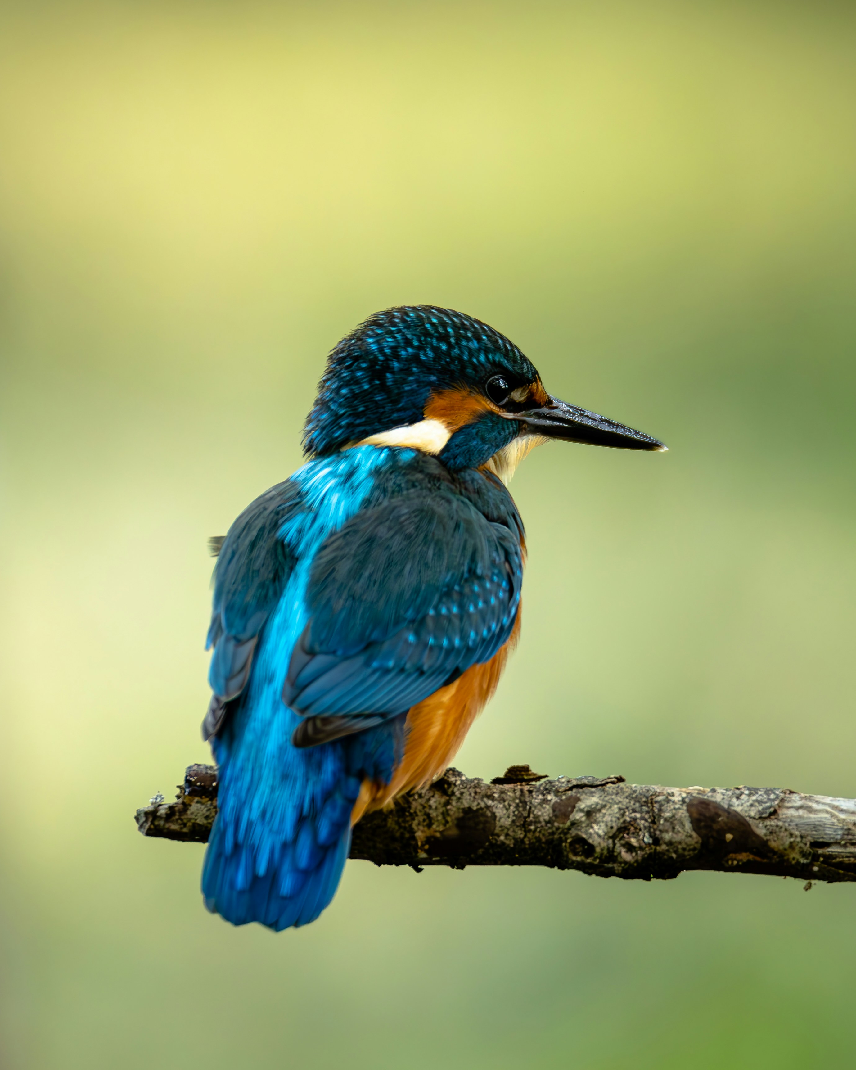 Photo by edoardoalesse