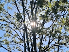 the sun shines through the branches of a tree