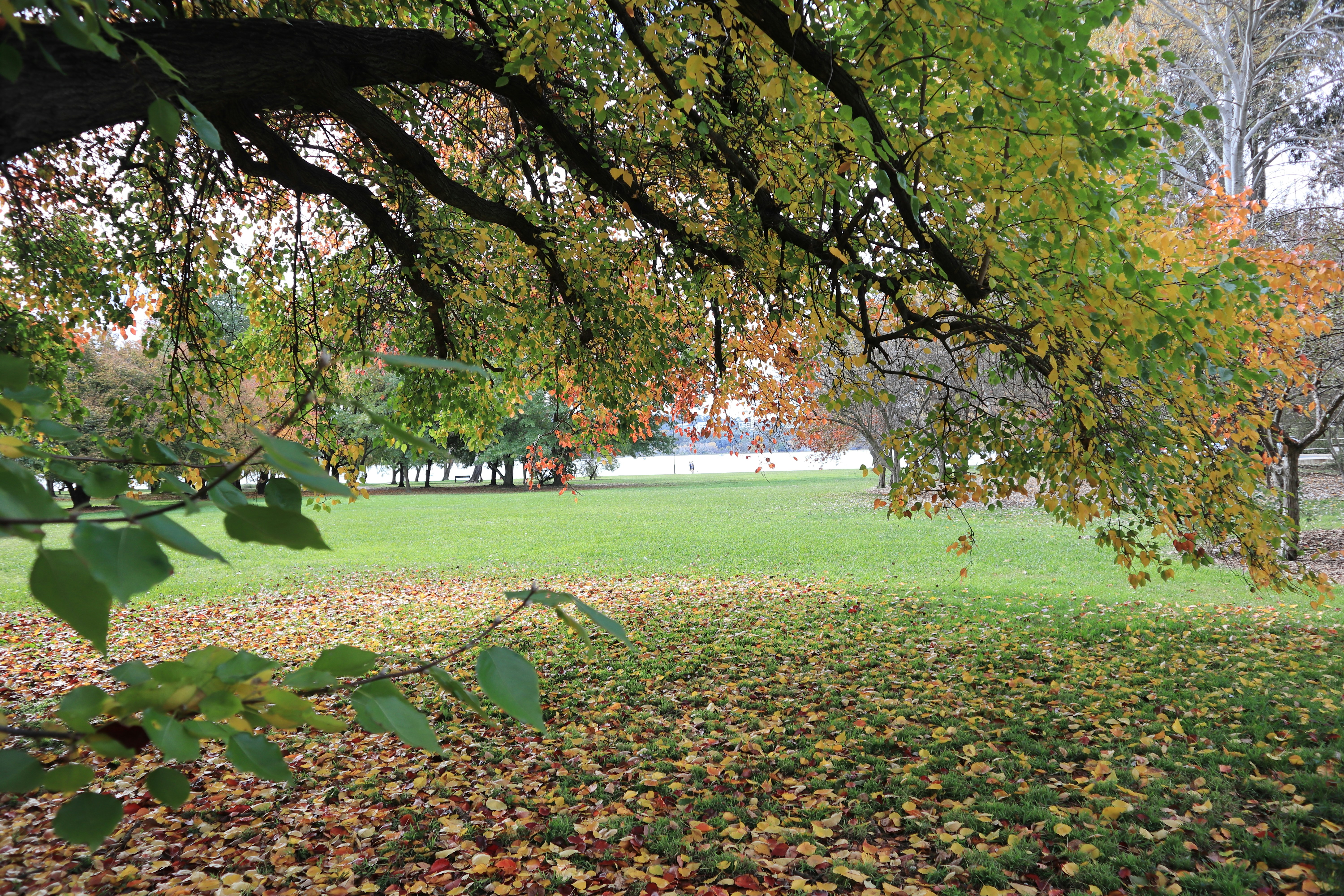 Barton, Australian Capital Territory