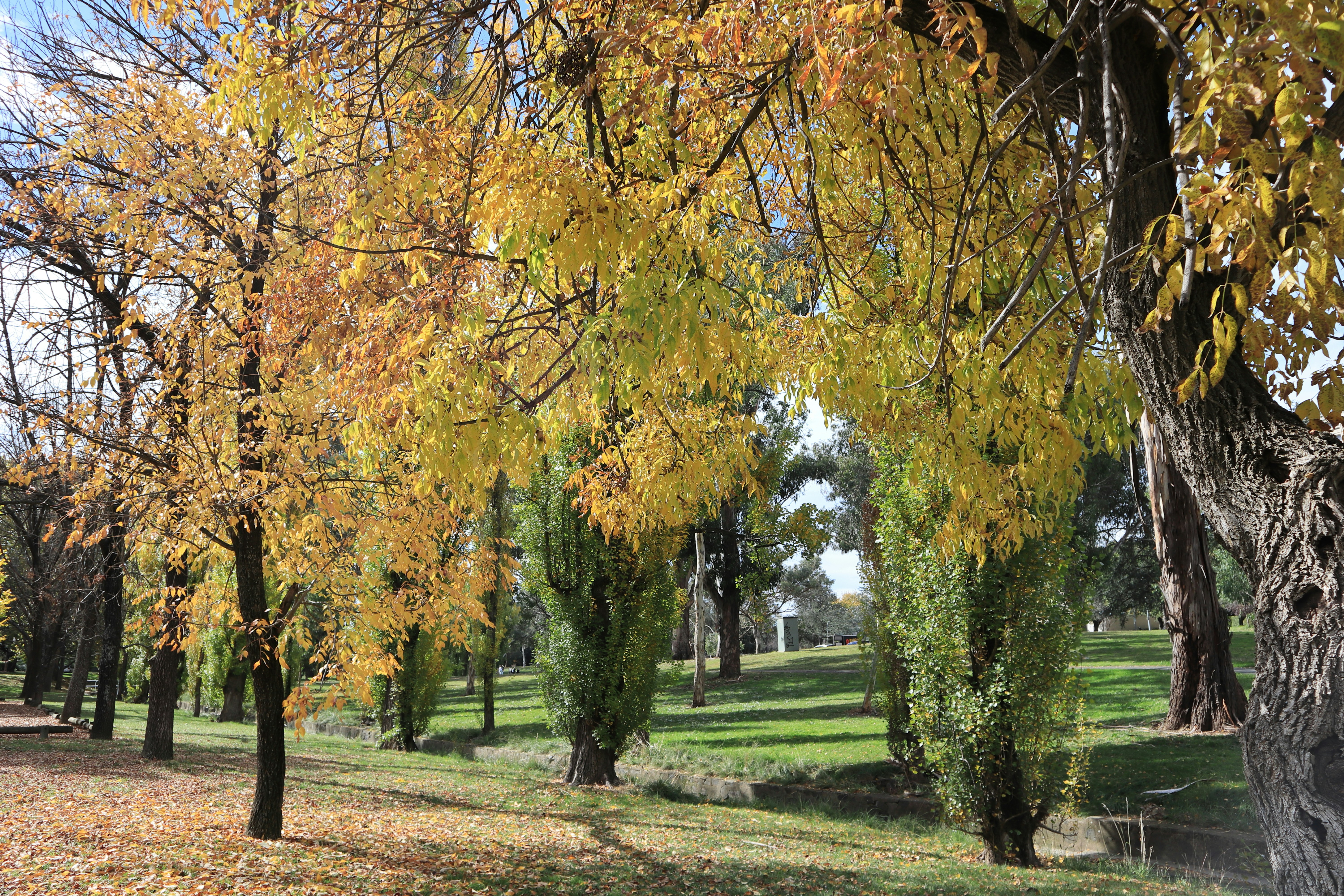 a group of trees that are next to each other, 