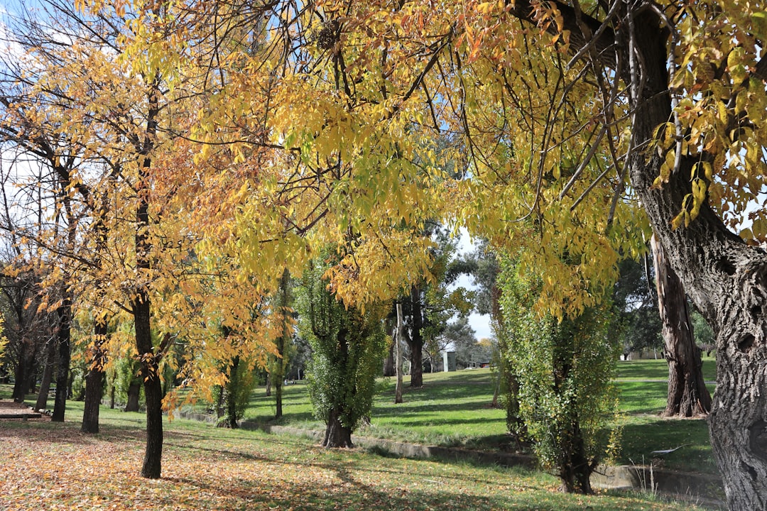 a group of trees that are next to each other,