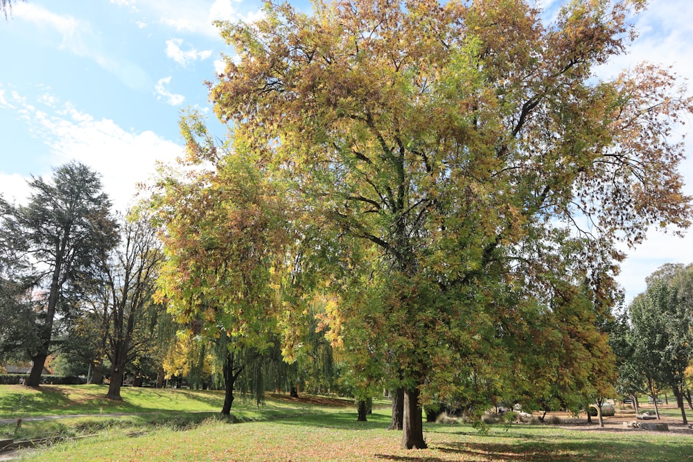 a large tree with yellow leaves in a park