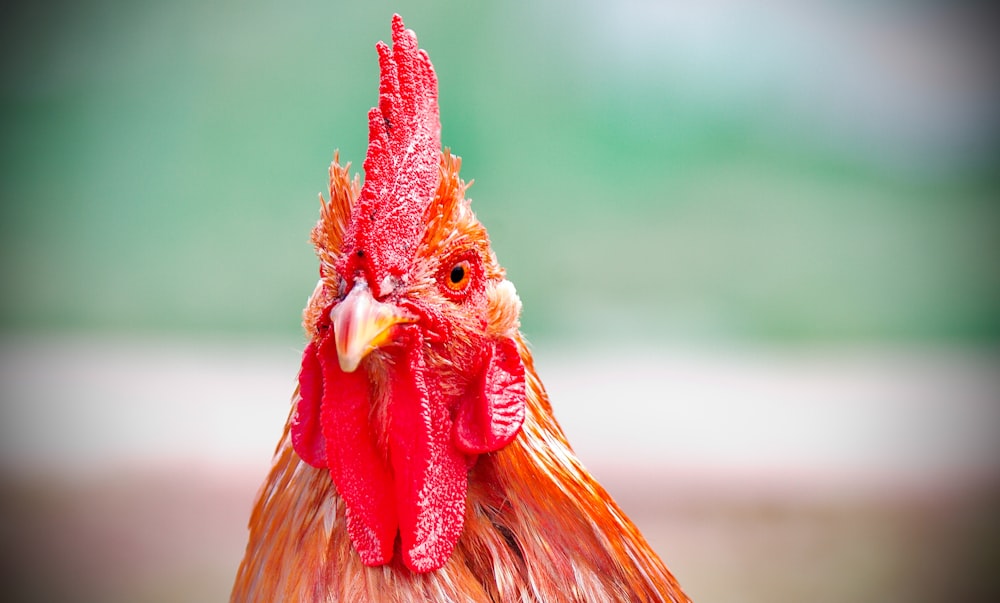a close up of a rooster's head with a blurry background