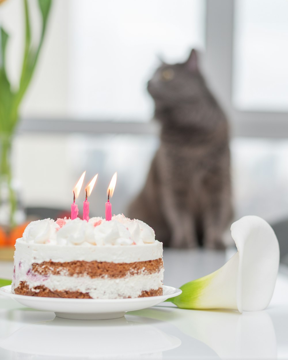 a cat sitting behind a cake with candles on it
