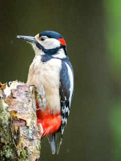 a colorful bird perched on a tree branch