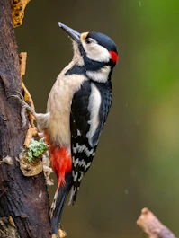 a colorful bird perched on a tree branch