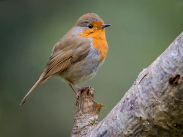 a small bird perched on top of a tree branch