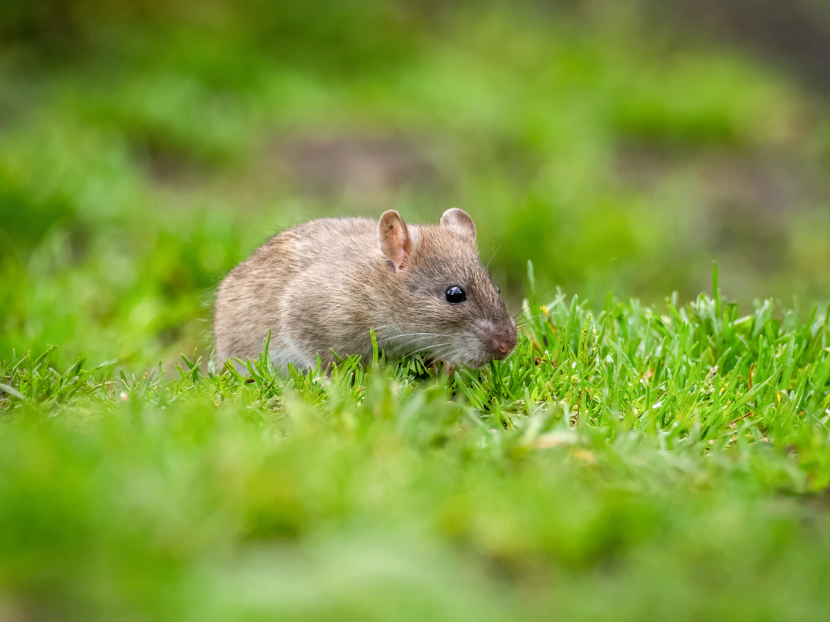 7 Best Job Completion Survey Tools for Pest Control (2026)