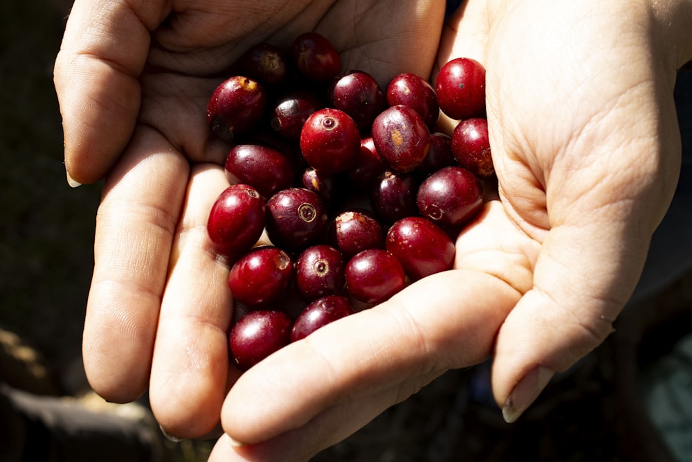 a person holding a handful of cranberries in their hands