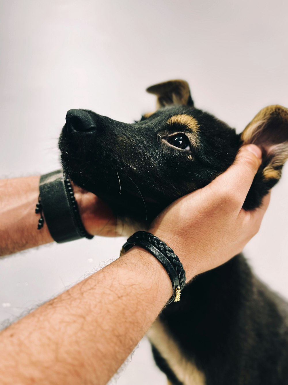 a person petting a small black and brown dog