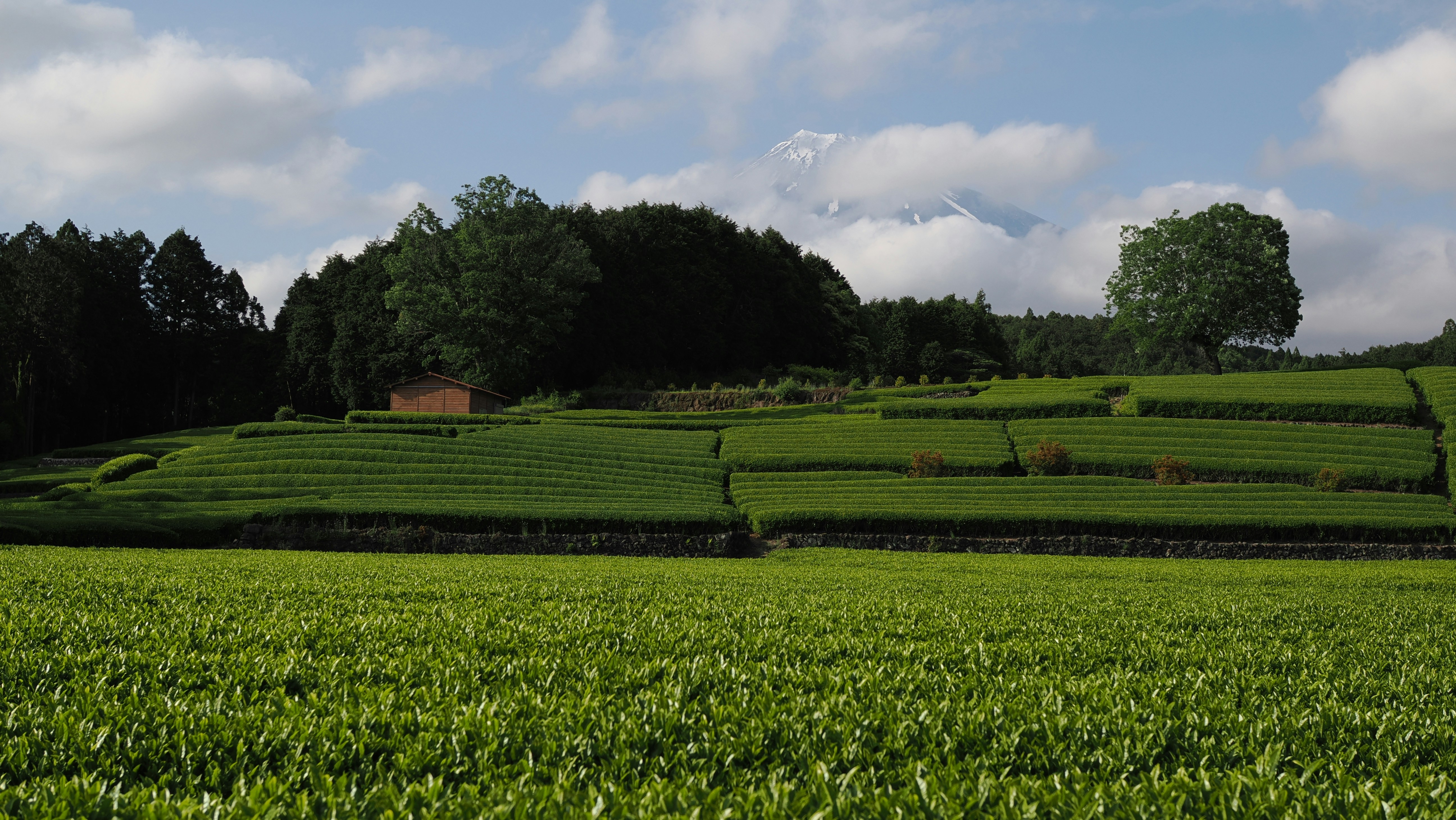 a lush green field with a house on top of it