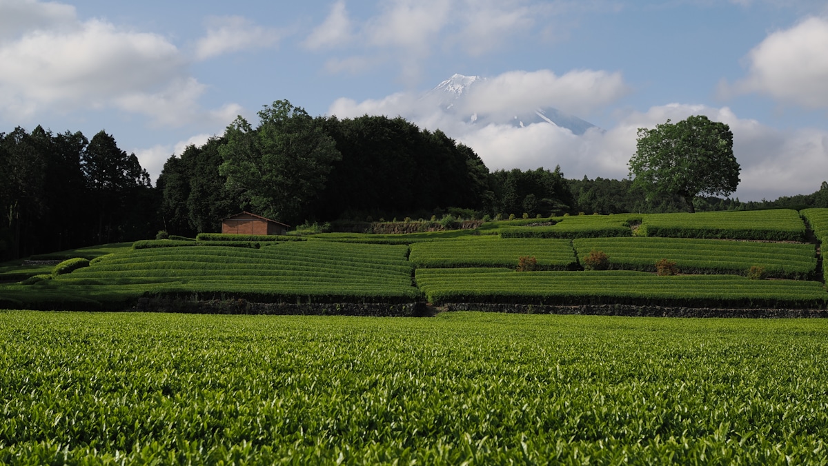 Coffee Farm Partnership