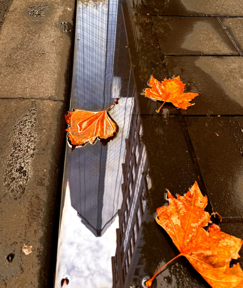 two orange leaves laying on the ground next to a building