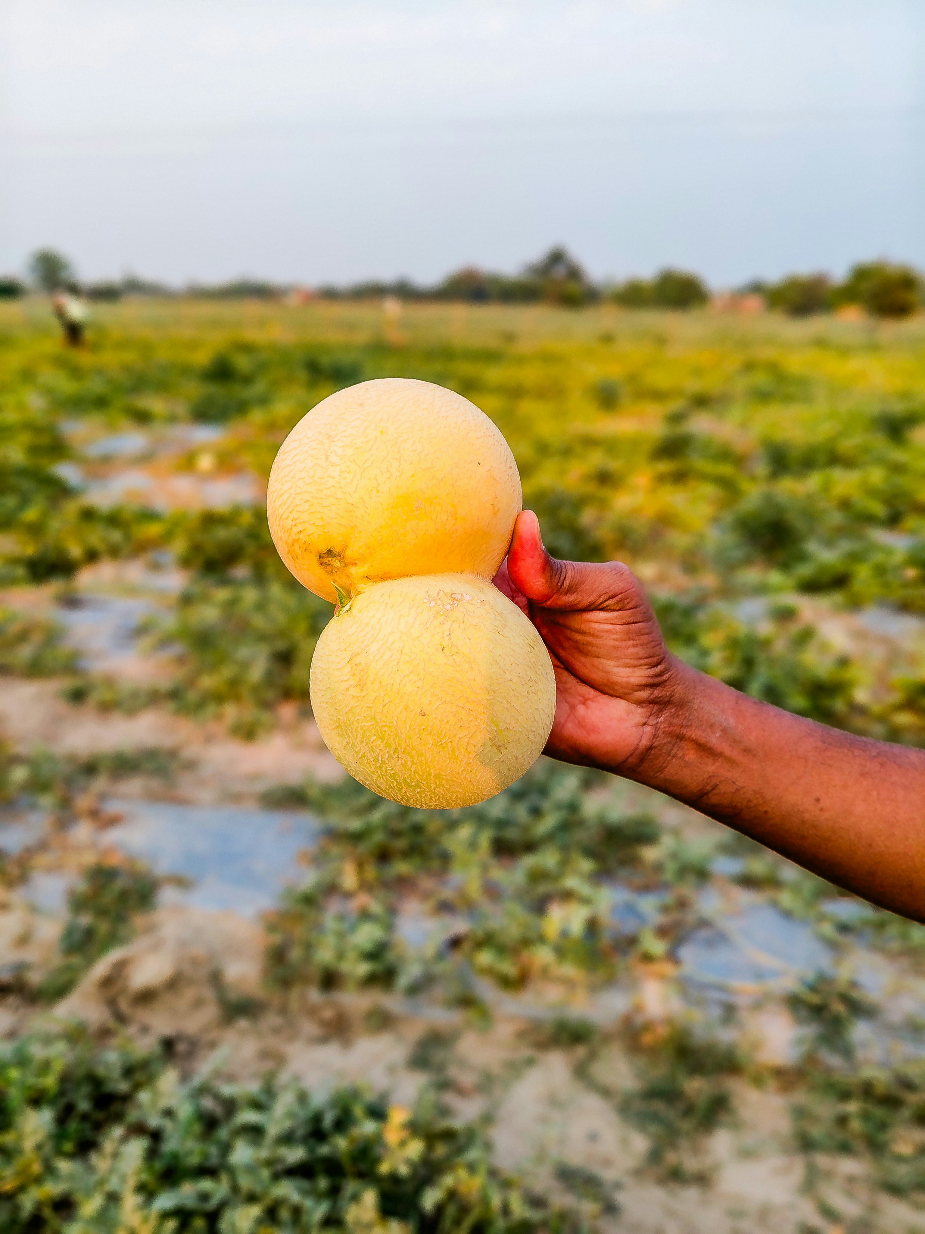 eine Person, die zwei Früchte in der Hand hält