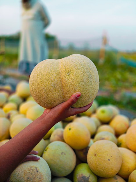 a person holding a melon in front of a pile of melons