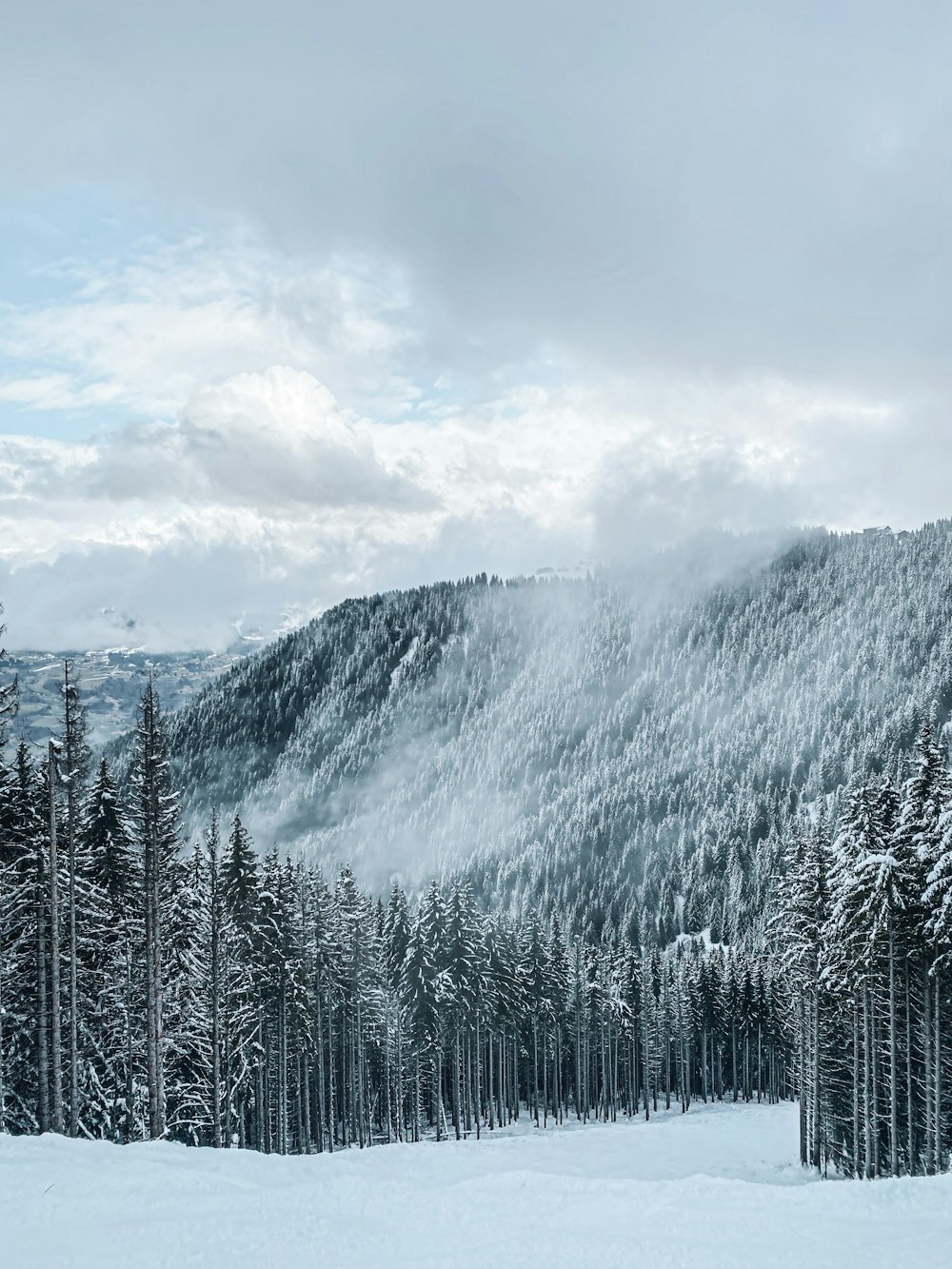 ein verschneiter Wald mit einem Berg im Hintergrund