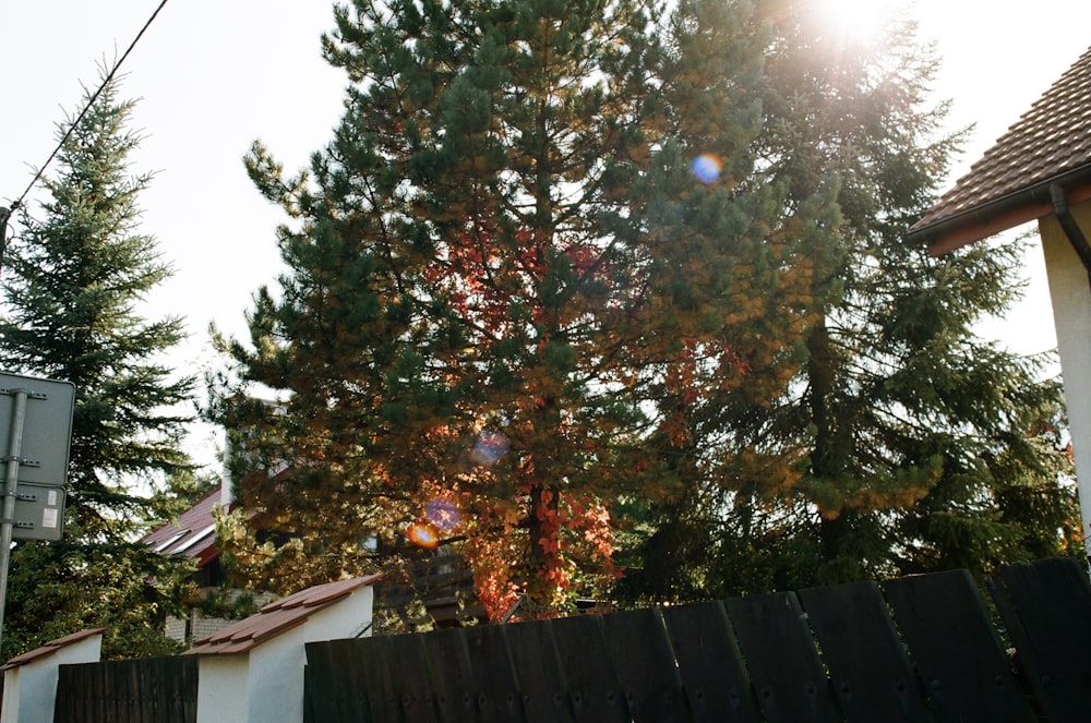 a pine tree in front of a house