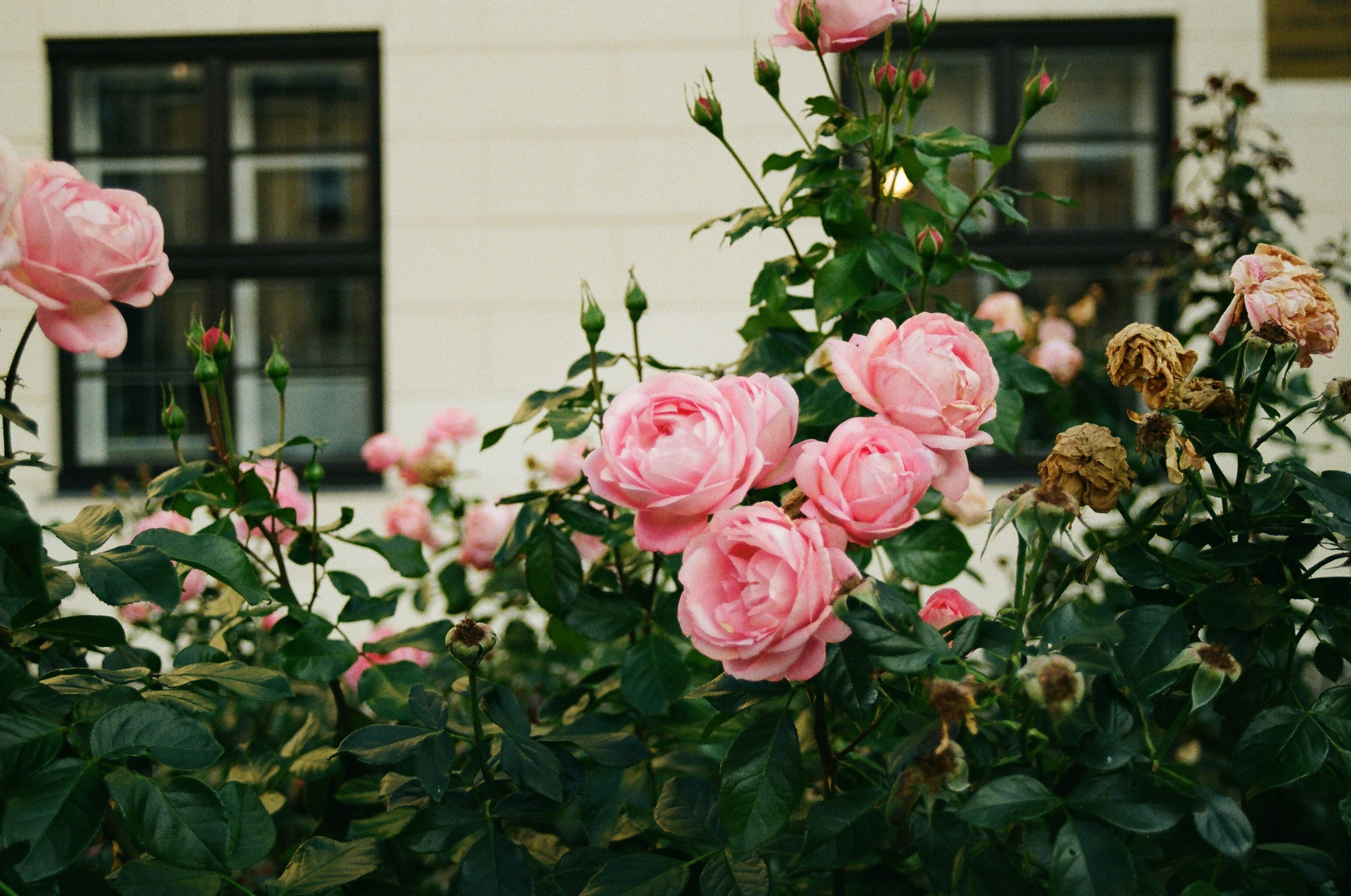 Flores rojas y blancas en una valla de metal negro foto – Imagen de Flor  gratuita en Unsplash, image size:3000x1990