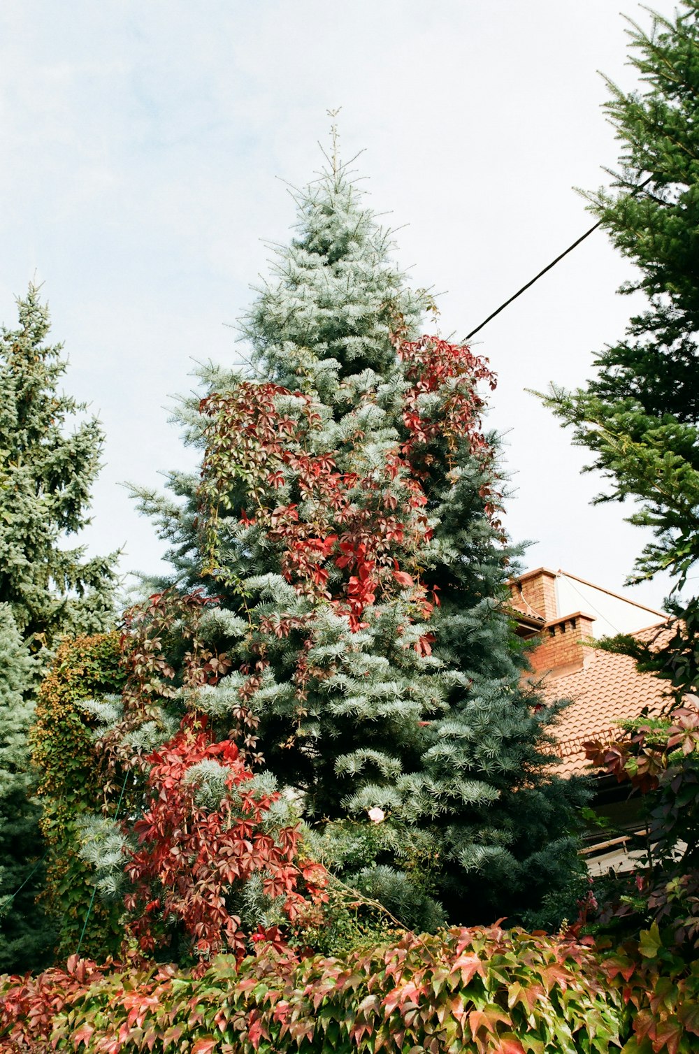 a tree with red and green leaves in front of a house